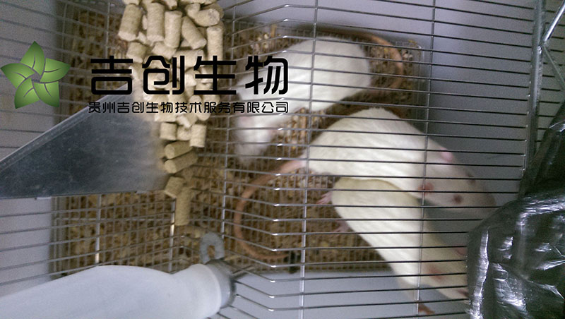 動(dòng)物飼養(yǎng)