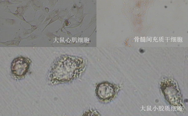 CCK-8實驗